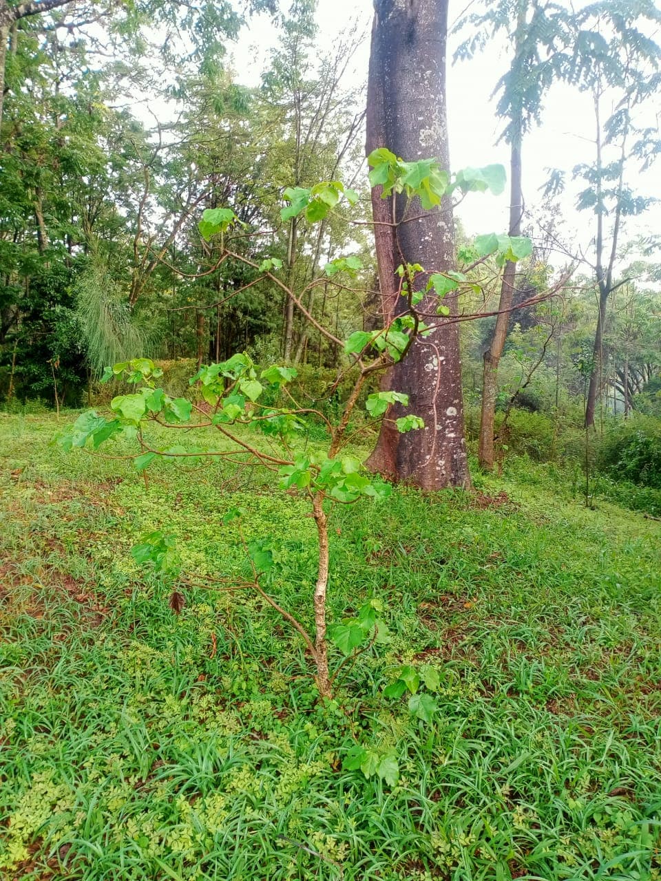 Sustainability project execution